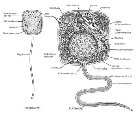 Typical Prokaryotic Cell On The Left On The Right A Eucaryotic Cell