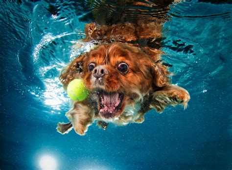 Underwater Dogs The Incredible Story Of How These Photos Went Viral
