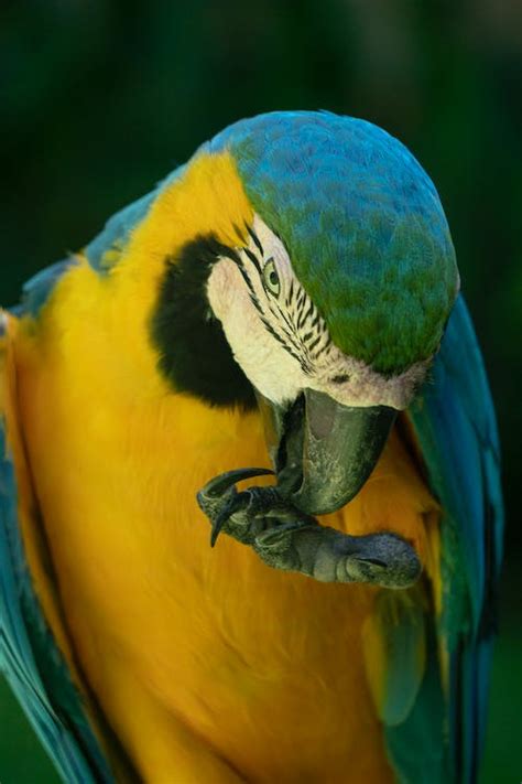Blue Geeen And Orange Parrot · Free Stock Photo