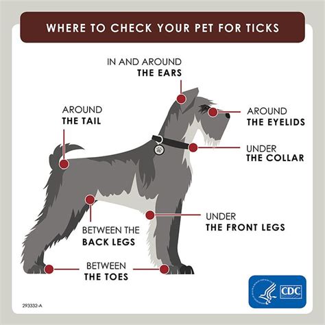 Preventing Tick Bites On Pets Cdc Ticks On Dogs Pets Ticks