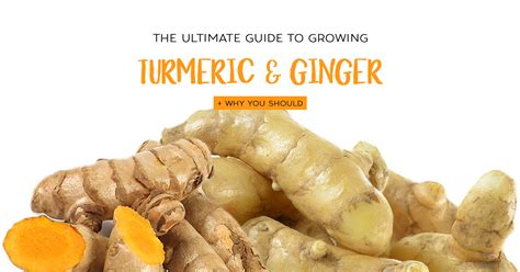 The Ultimate Guied To Growing Turmeric And Ginger Plus Why You Should