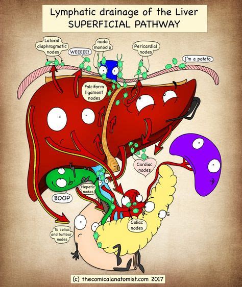 Superficial Lymphatic Drainage Pathway Of The Liver With Images