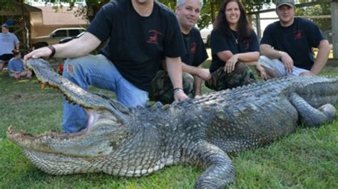 record alligator caught at mississippi gator hunt video abc news