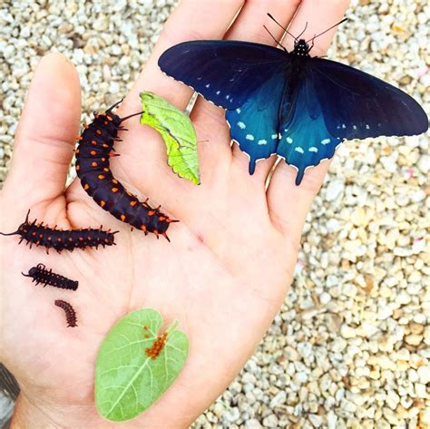 One Man Has Single Handedly Repopulated A Rare Butterfly Species Using