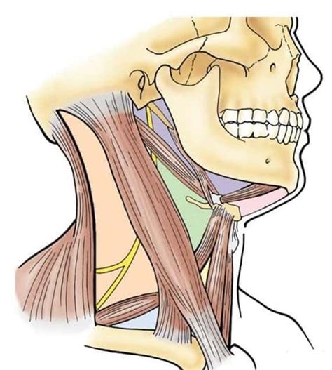 Partes Del Cuello Atlas De Anatomía