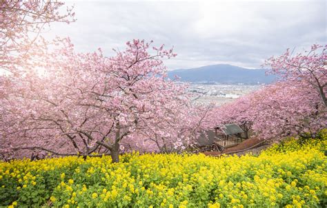 Wallpaper Trees Flowers Park Spring Sakura Flowering Pink