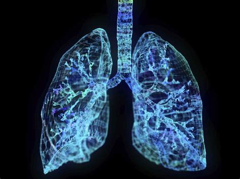 Anatomie Der Lunge Medde