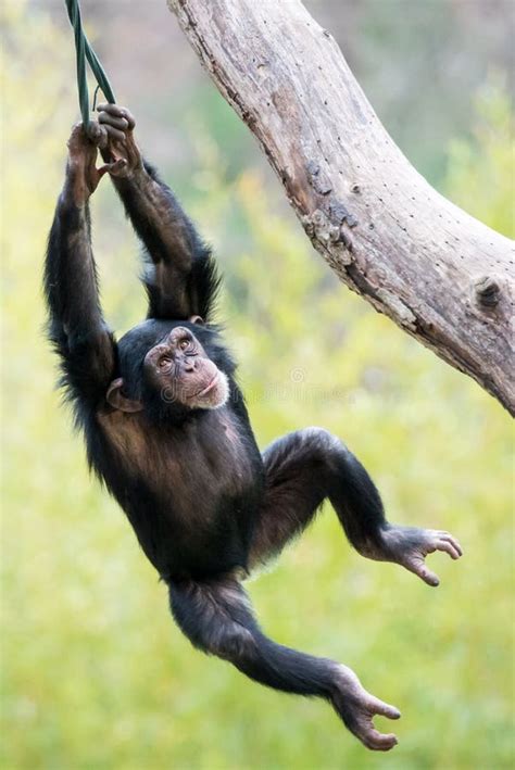 Swinging Chimp Vi Stock Photo Image 51993301