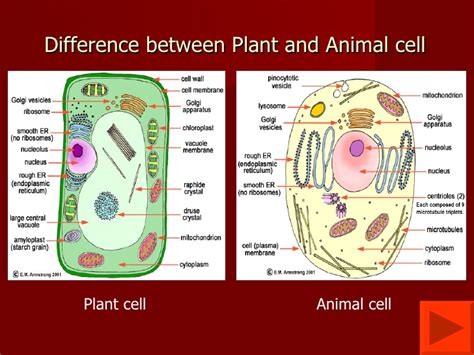 Now that we have looked at the basic structures and functions of the organelles in a cell, you would have noticed that there are key differences between plant and animal cells. Plant and Animalcell