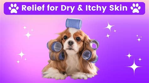 How Can I Treat My Dogs Dry Skin Naturally