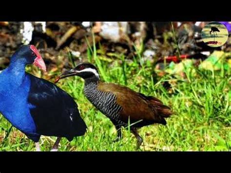 Suara pikat burung sawah/rawa burung Mandar biru & Sintar Ladang - YouTube