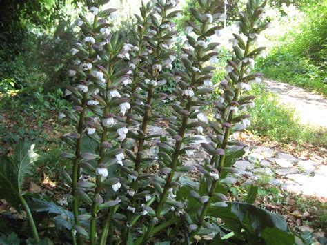 Visualizza altre idee su piante velenose, veleni, piante. Scheda botanica di Acanto comune (Acanthus mollis L ...