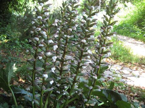 Piante velenose (letto 118399 volte). Scheda botanica di Acanto comune (Acanthus mollis L.) | Piante spontanee