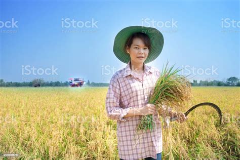Smile Farmer Woman Wear Hat Using Sickle To Harvesting Rice Paddy In Rice Field With Tractor