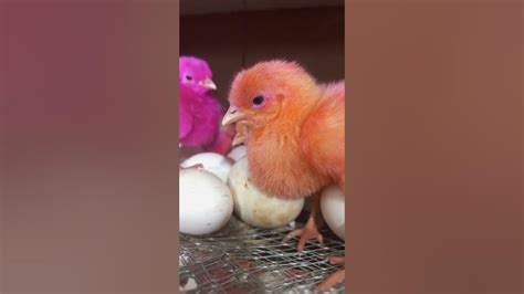 Homemade Incubator Hatching Result Start Youtube