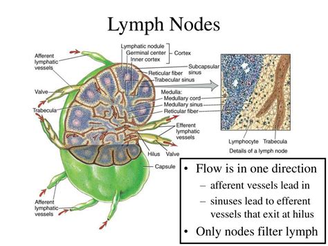 Ppt Chapter 22 The Lymphatic System Powerpoint Presentation Free