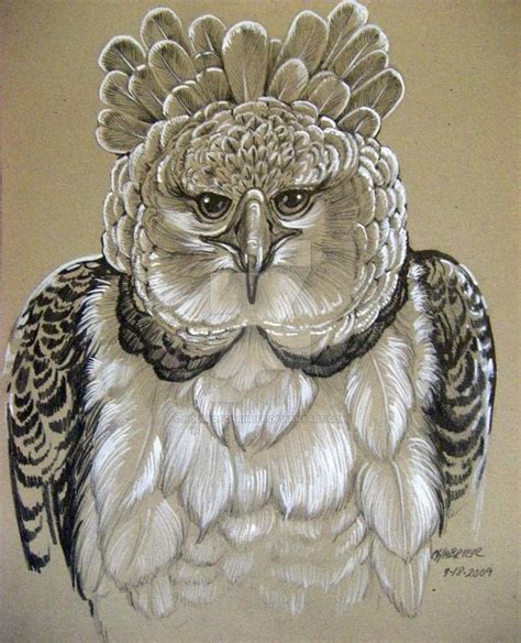 Harpy Eagle Sketch 1 Harpy Eagle Eagle Sketch Eagle Drawing