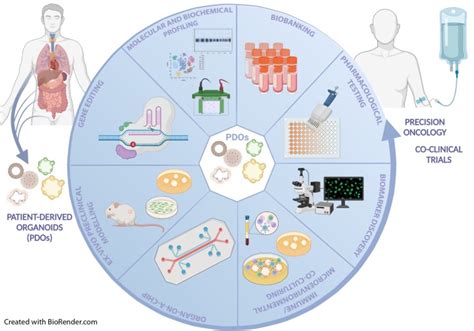 Organoids As Clinically Relevant Models To Tailor Precision Medicine In