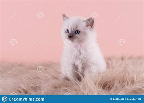 Little Ragdoll Kitten With Blue Eyes In Pink Collar Sitting On A Pink