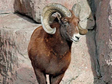 Rocky Mountain Bighorn Sheep Denver Zoo