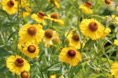 Helenium Autumnale Common Sneezeweed Swamp Rose Coop