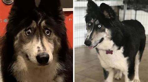 Sweet Husky With Permanent Surprised Face Finds Forever Home After