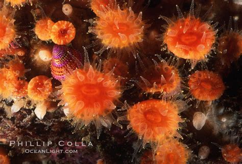 Orange Cup Coral Balanophyllia Elegans Photo Monterey California