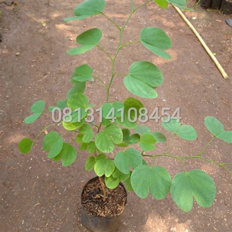 Jual BIBIT TANAMAN BUNGA KUPU KUPU BAUHINIA PURPUREA POHON BUNGA KUPU