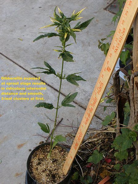 Check spelling or type a new query. Difference Between Auxin and Gibberellin - Pediaa.Com