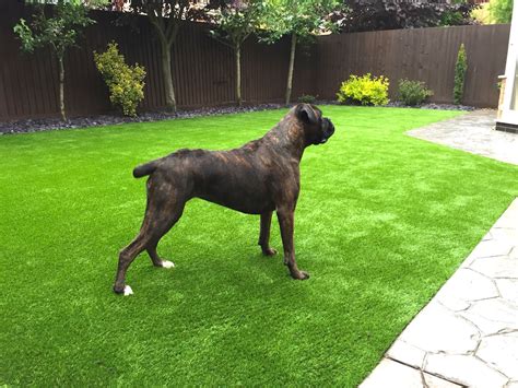 Why not choose the perfect solution for your garden, imagine a fake lawn that does not need watering and does not need pet urine will not cause brown spots, the kids can roll on it and never get muddy, the gardeners can retire because you don't need to mow it. Pet friendly artificial grass | Artificial grass, Pet ...