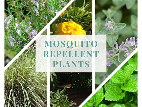Mosquito Repellent Plants Top 10 Plants For Your Garden