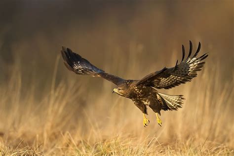 #животные #beautifulpictures #positive #cuteanimals #amazing #animals #amazing_moments #beauty #awesome. A List Of Birds Of Prey Or Raptors - WorldAtlas.com