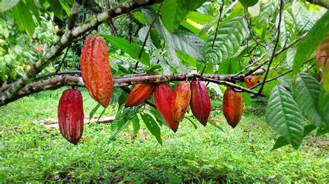 Cocoa Exports From Panama Saved Thanks To Isotopic Techniques Iaea