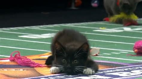 The Carolina Panthers Arent The Only Cats Playing Football On Super