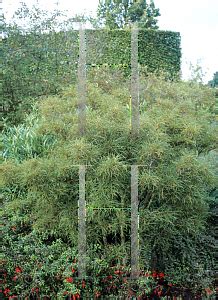 Excellent as a dense screen. HORTICOPIA®-- Rhamnus frangulus 'Asplenifolia' (Alder ...