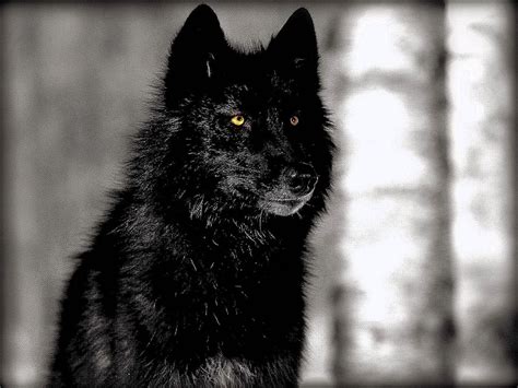 Growling Black Wolf Wallpapers Wolf Background Images