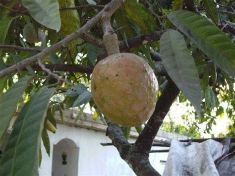 Rico Mamon Fruit Coconut Food