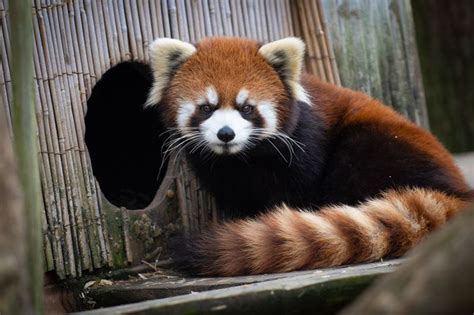 Red Panda Escapes From Columbus Zoo