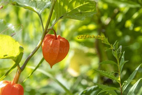 Orange Fruit Of Physalis Plant Stock Image Image Of Detail