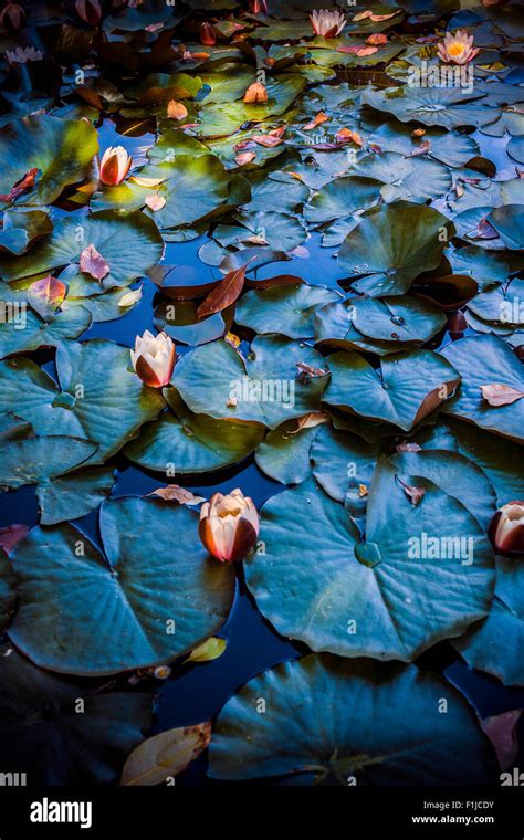 Pond With Water Lilies Stock Photo Alamy