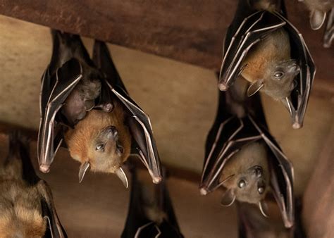 How To Get Rid Of Bats And Keep Them Away For Good Bob Vila