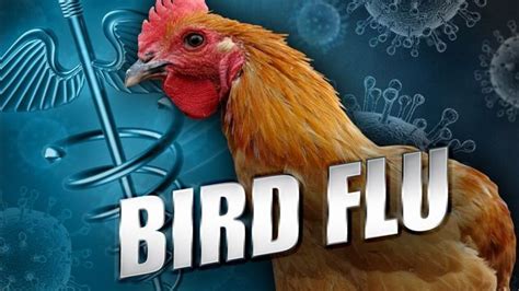 Bird Flu Found In Chicken Flock At Northwest Georgia Farm