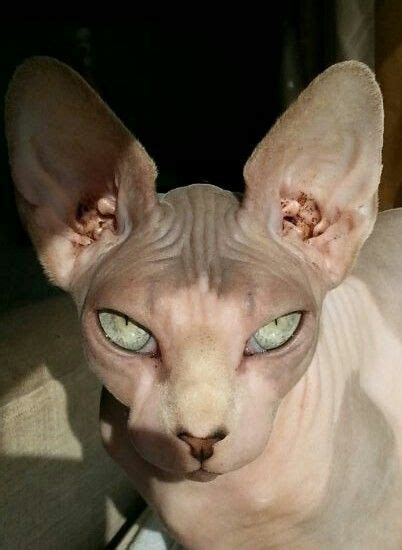Cat clothes winter warm sphinx hairless cat costume cat sweater fashion hoodies sphynx chothing cat costume cat supplies for dog. Chopard … | Cats, Sphynx cat, Sphinx cat