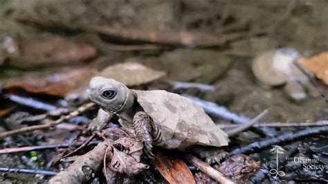 Baby Wood Turtles Mirandas Hatchlings Youtube