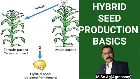 Hybrid Seed Production Basics Youtube