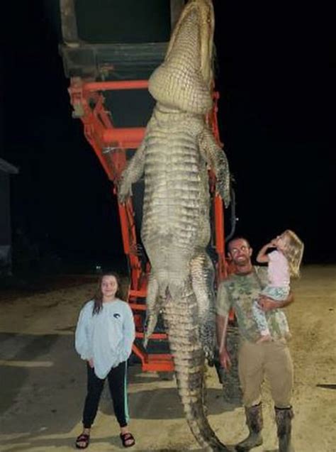 Florida Fisherman Catches Monster 13ft Alligator Weighing Over 1000lb