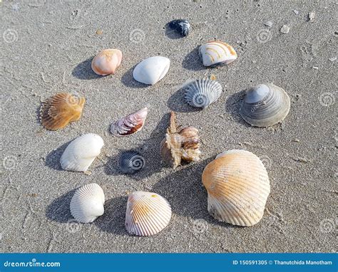 Beach Sand With Scattered Sea Shells Stock Image Image Of Textured