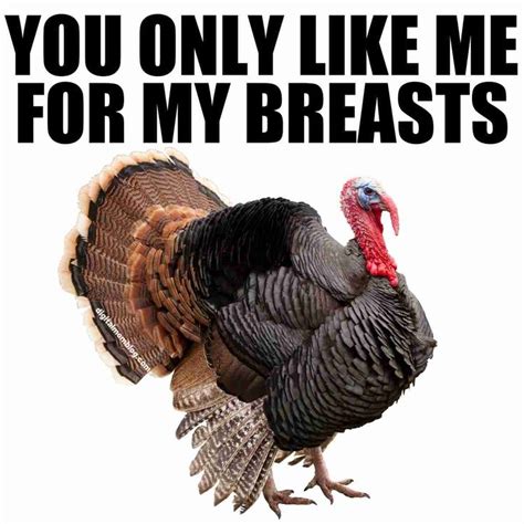 funny turkey memes for thanksgiving 2023 funny turkey memes funny thanksgiving memes funny
