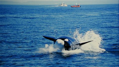 Vacation Whale Watching Activities In British Columbia Expedia