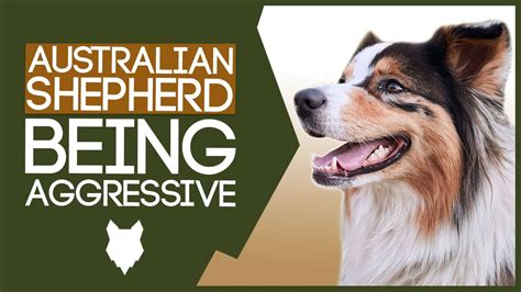 Aggressive Australian Shepherd Training How To Train Aggressive